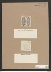 Navicula cynthia A.Schm. (de-Toni-Nr.: Genus 1, Species 310) Zeichnungen Sammlung Grunow Nr. 717 (NHMW-BOT-W0367099)